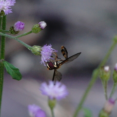 Allobaccha amphithoe