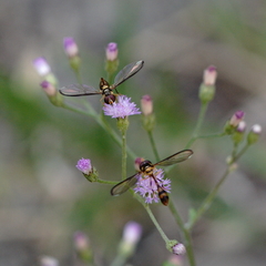 Allobaccha amphithoe