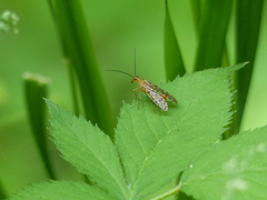 Panorpa nebulosa