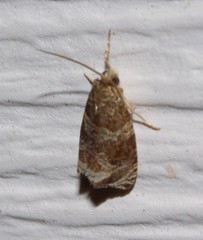 Olethreutes appendiceum