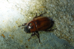 Cyclocephala amazona