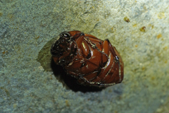 Cyclocephala amazona