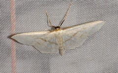 Scopula junctaria