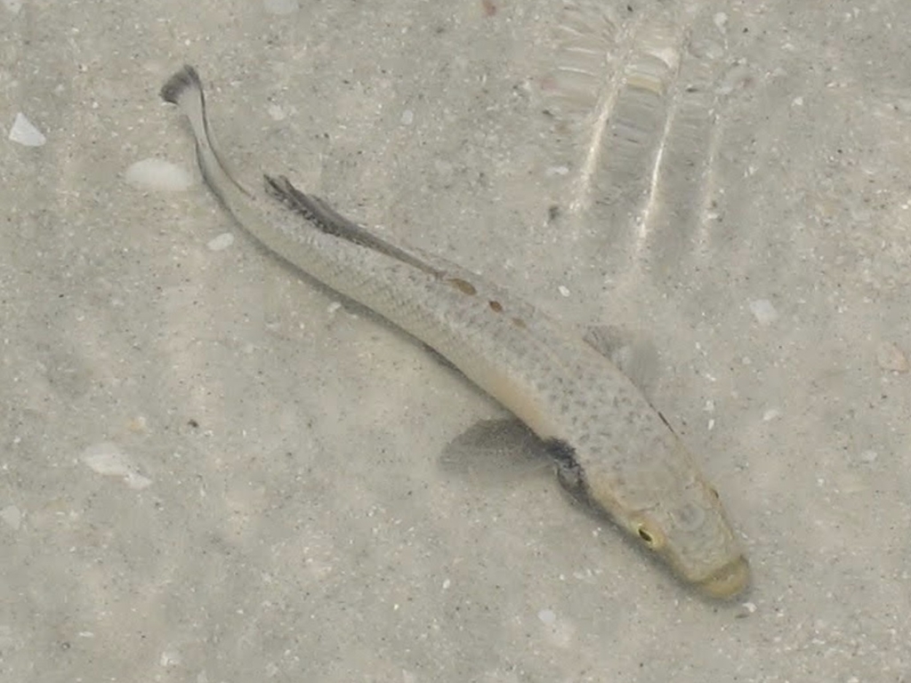 Striped Killifish (Fundulus majalis)