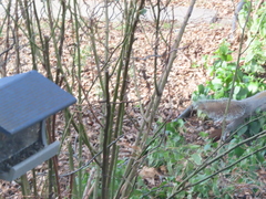 Sciurus carolinensis