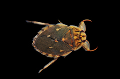 Ambrysus mormon