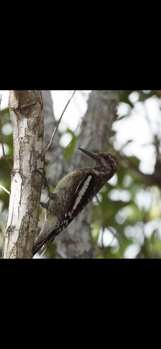 Sphyrapicus varius image