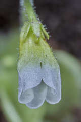 Pinguicula lilacina image