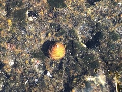 Peasiella tantilla