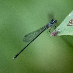 Enallagma divagans
