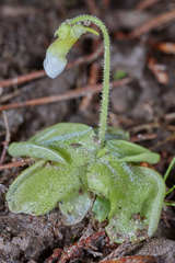 Pinguicula lilacina image