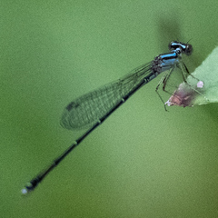 Enallagma divagans