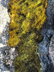 Ahnfeltiopsis concinna