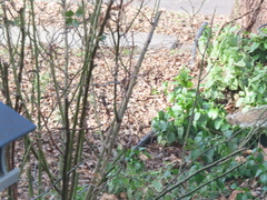 Sciurus carolinensis