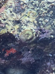 Thylacodes variabilis