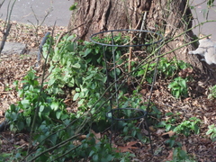 Sciurus carolinensis