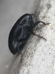 Tyloderma baridium