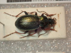 Carabus aeneolus