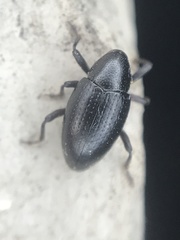 Tyloderma baridium
