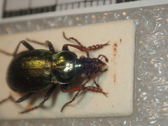 Carabus aeneolus