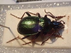 Carabus aeneolus