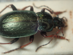 Carabus aeneolus