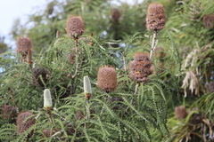 Banksia speciosa