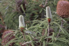 Banksia speciosa