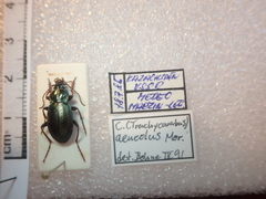 Carabus aeneolus