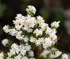 Acrothamnus montanus