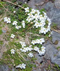 Euphrasia petriei