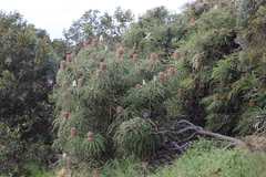 Banksia speciosa