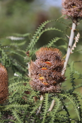 Banksia speciosa