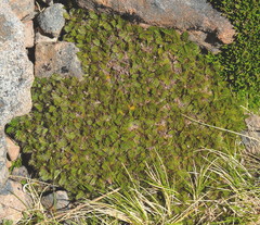 Anisotome imbricata prostrata