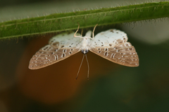 Lepidoptera
