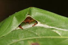 Thomisidae