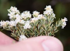 Acrothamnus montanus