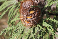 Banksia speciosa