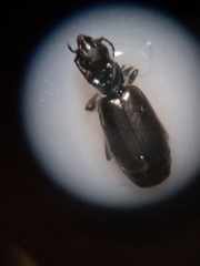 Microlestes linearis