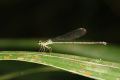 Coenagrionidae