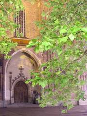 Platanus × hispanica