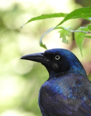 Quiscalus quiscula stonei