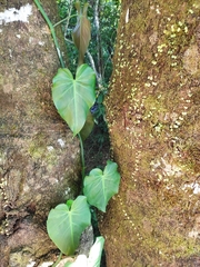 Philodendron hederaceum