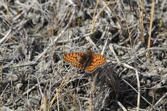 Boloria freija