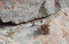 Philotheca verrucosa