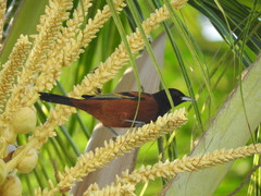 Icterus spurius spurius