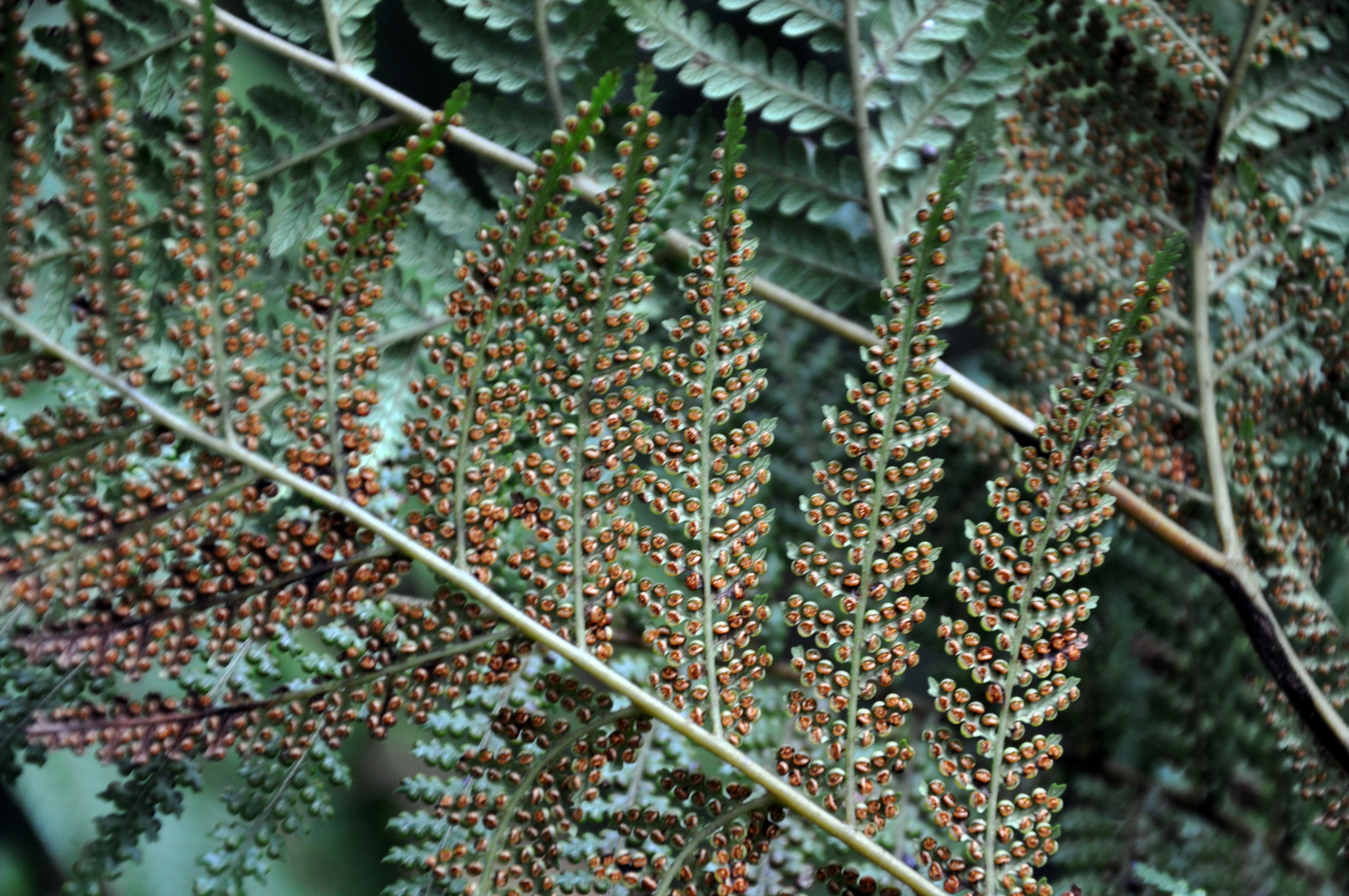 Dicksonia lanata subsp. hispida image