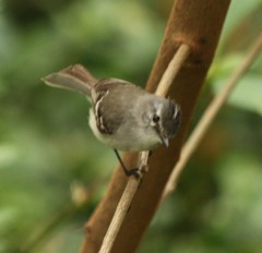 Serpophaga subcristata