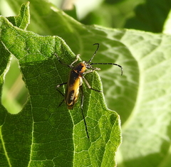 Chauliognathus scutellaris