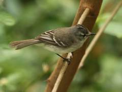 Serpophaga subcristata